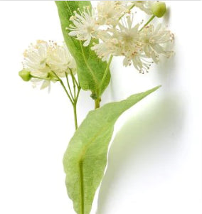 Tilia Tometosa
