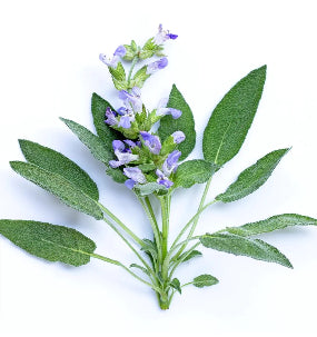 Sage Leaf extract
