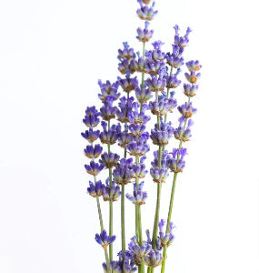 Lavender Oil