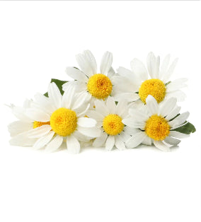 Chamomile
