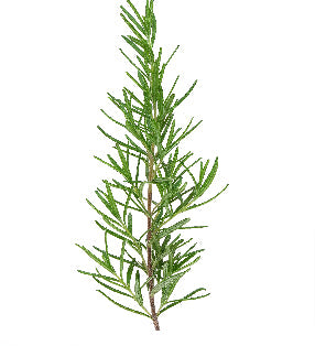 Rosemary